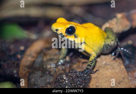 Schwarzbeinige Dart Frosch (Phyllobates bicolor) und Dendrobates tinctorius Stockfoto