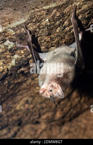 Die Kolonie der gemeinsamen Vampirfledermäuse, Desmodus rotundus Stockfoto