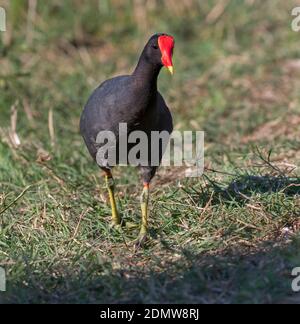 Gallinula galeata (Gallinula galeata) Wandern im Gras im Brazos Bend State Park, Needville, Texas, USA. Stockfoto