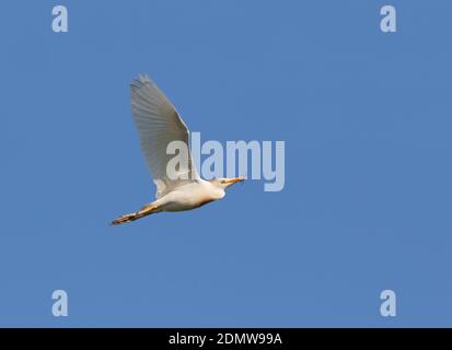 Die Kuhreiher fliegen auf dem blauen Himmel Hintergrund mit Baumzweig, um das Nest zu bauen Stockfoto