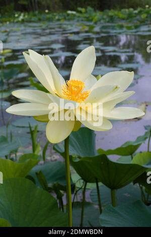 Gelbe Lotusblume (nelumbo Lutea) Nahaufnahme Stockfoto