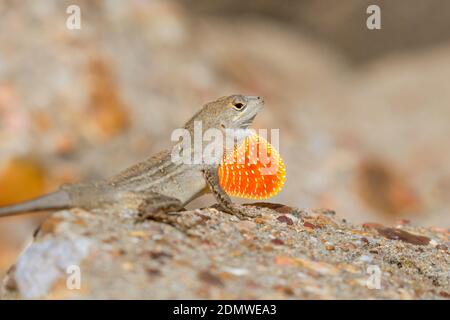 Die braune Anole (Anolis sagrei), die mit verlängerter Taulap auf dem Felsen posiert Stockfoto