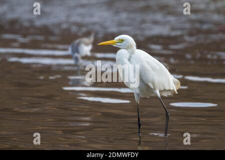 Middelste Zilverreiger, Mittelstufe Egret Stockfoto