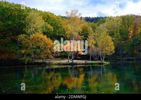 Herbstlaub in Torinuma Swamp, Hokkaido, Japan Stockfoto