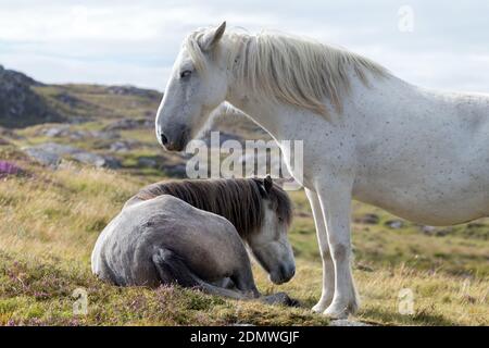 Zwei Eriskay-Ponys, South Uist, Äußere Hebriden Stockfoto
