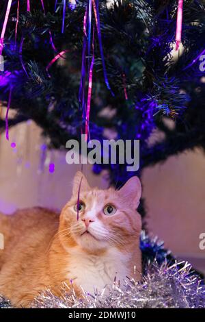 Rothaarkatze liegt unter dem Weihnachtsbaum in Dekoration. Stockfoto