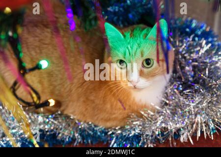 Rothaarkatze liegt unter dem Weihnachtsbaum in Dekoration. Stockfoto