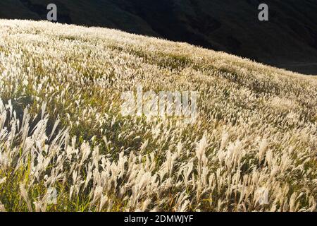 Japanisches Pampagras, Aso, Präfektur Kumamoto, Japan Stockfoto