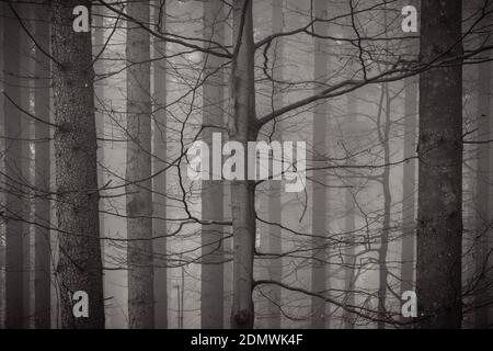 Wald in schwarz / weiß Stockfoto