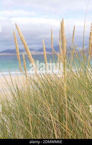 Marram Grass in den Dünen bei Luskentire, Harris, Schottland Stockfoto