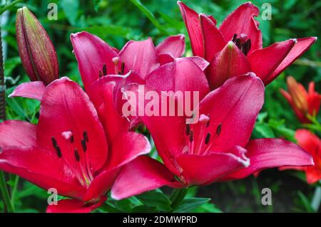 Schöne helle Taglilien in einem Blumenbeet. Rote Blüten sind Taglilien oder Hemerocallis. Taglilien auf einem Hintergrund von grünen Blättern. Blumenbeete im g Stockfoto