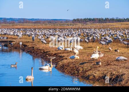 Ruhende Zugvögel am See Hornbugasjon im Frühling Stockfoto