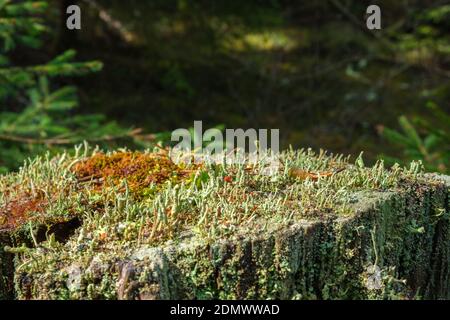 Close up at Cladonia fimbriata lichen on a tree stump Stock Photo