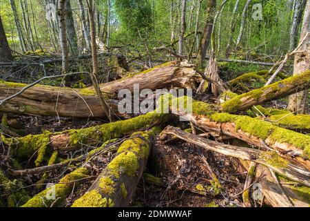 Gefallene alte faule Baumstämme mit Moos in einem Wald Stockfoto