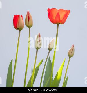 Rote Tulpen im Garten, Großbritannien Stockfoto