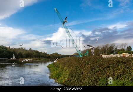 Schwarm von Möwen durch Bauarbeiten am Fluss Mersey, in Woolston Eyes, Warrington, Großbritannien. Stockfoto