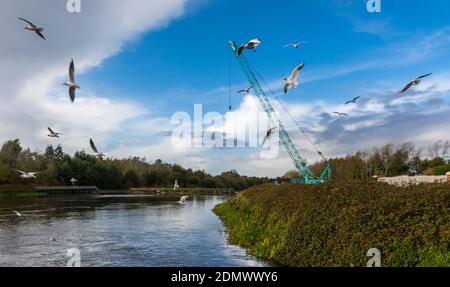 Schwarm von Möwen durch Bauarbeiten am Fluss Mersey, in Woolston Eyes, Warrington, Großbritannien. Stockfoto