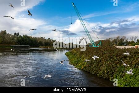 Schwarm von Möwen durch Bauarbeiten am Fluss Mersey, in Woolston Eyes, Warrington, Großbritannien. Stockfoto