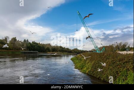 Schwarm von Möwen durch Bauarbeiten am Fluss Mersey, in Woolston Eyes, Warrington, Großbritannien. Stockfoto