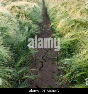 Weg durch ein Gerstenfeld, Cambridgeshire, Großbritannien Stockfoto