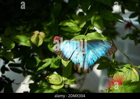 Blauer Morpho-Schmetterling auf grünen Blättern Stockfoto