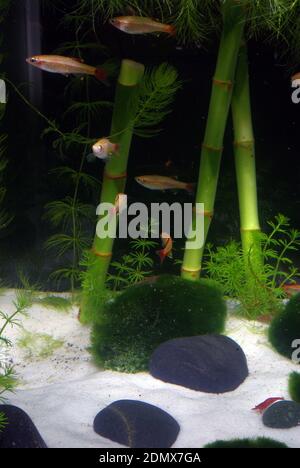 Chinesisches Biotopaquarium für Weißwolkenbergminnow (Tanichthys albonubes) Stockfoto