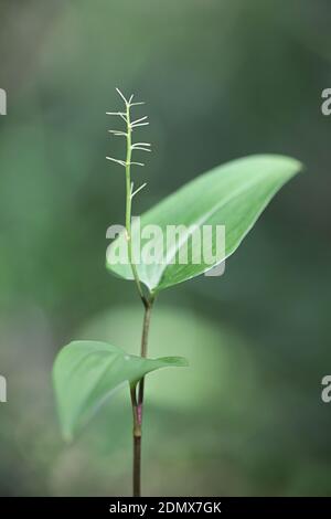 Maianthemum bifolium, bekannt als Maiglöckchen oder Falsche Maiglöckchen, wilde giftige Pflanze aus Finnland Stockfoto