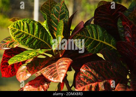 Nahaufnahme von einigen schönen farbigen Blättern der immergrünen Pflanze Codiaeum Variegatum Garten Croton Stockfoto