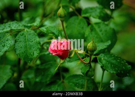 Red rose in the garden after the summer rain Stockfoto