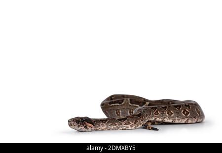 Baby Boa Constrictor Imperator Schlange. Isoliert auf weißem Hintergrund. Stockfoto
