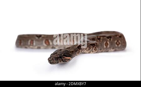 Baby Boa Constrictor Imperator Schlange. Isoliert auf weißem Hintergrund. Stockfoto