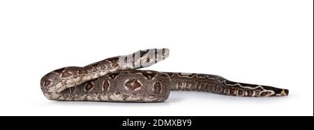 Baby Boa Constrictor Imperator Schlange. Isoliert auf weißem Hintergrund. Stockfoto