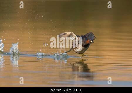 Dodaars rennend über Wasser; Zwergtaucher läuft über Wasser Stockfoto
