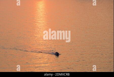 Sveti Stefan, Budva, Montenegro. Kleines Boot, das die ruhigen Gewässer der Budva Bucht überquert, Sonnenuntergang. Stockfoto