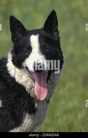 Porträt des Karelischen tragen Hund mit Zunge heraus Stockfoto