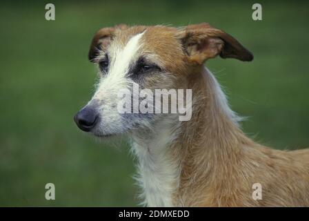 Spanisch rauhaar Galgo oder Spanischer Windhund Stockfoto