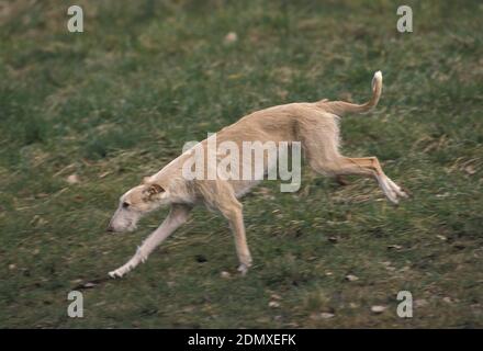 Spanischer Wire-haired Galgo oder spanischer Greyhound läuft Stockfoto