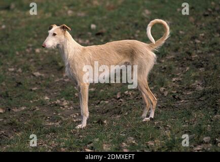 Spanisch rauhaar Galgo oder Spanischer Windhund Stockfoto