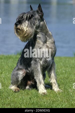 Riesenschnauzer (alte Standardrasse mit geschnittenen Ohren), Männchen in der Nähe des Wassers Stockfoto