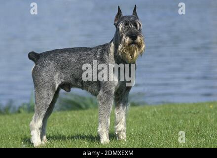 Giant Schnauzer (Old Standard Breed with Cut Ears), Male standing near Water Stock Photo