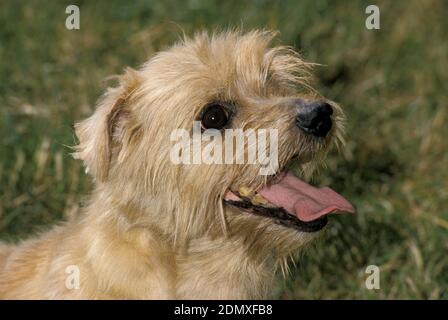 Norfolk Terrier Hund steht auf Gras Stockfoto