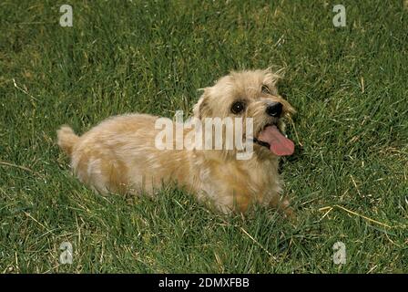 Norfolk Terrier Hund steht auf Gras Stockfoto