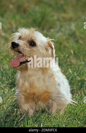 Norfolk Terrier Hund steht auf Gras Stockfoto