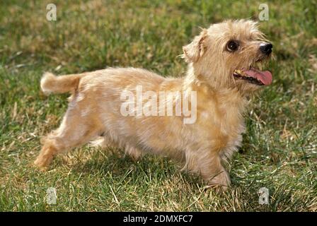 Norfolk Terrier Hund steht auf Gras Stockfoto