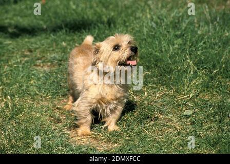Norfolk Terrier Hund steht auf Gras Stockfoto
