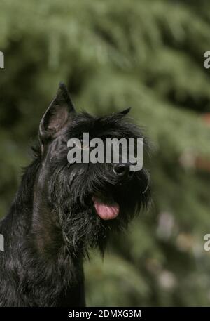 Miniatur Schnauzer (Old Standard Rasse mit geschnittenen Ohren) Stockfoto