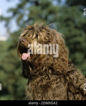 Porträt von Barbet Hund mit Zunge heraus Stockfoto