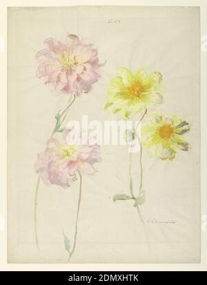 Studie von Dahlien, Sophia L. Crownfield, (amerikanisch, 1862–1929), Pinsel und Aquarell, Graphit auf weißem Papier, Vertikales Blatt mit zwei gelben Dahlien rechts und zwei rosa Dahlien links auf recto. Die Rückseite enthält eine rote Dahlie., USA, Anfang des 20. Jahrhunderts, Naturwissenschaft, Zeichnung Stockfoto