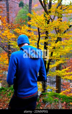 Rückansicht von Rücken und Schultern und Kopf hoch Männlicher Wanderer mit Mütze und Kapuzenpullover, der nach unten schaut und steht In einem schönen Wald im Herbst Stockfoto