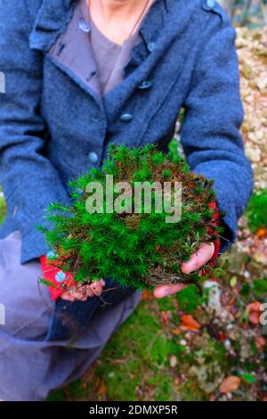 Beschnittene Ansicht der Frau, in einem Wintermantel, bietet ein lustiges Bouquet von Moos frisch aus Waldboden in den Cevennes, Frankreich gepflückt Stockfoto